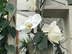 -广州兰圃