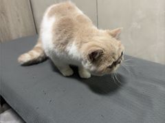 -半岛宠物医院24小时(白果林店)