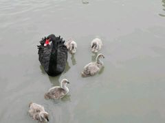 -溱湖国家湿地公园