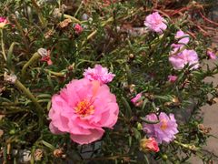 -乐山大佛风景名胜区乌尤寺南门-售票点