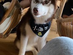 -Husky Go! 哈士奇体验馆·宠物咖啡厅狗咖