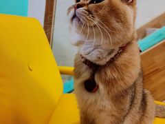 -猫在这儿猫咪咖啡馆·撸猫馆