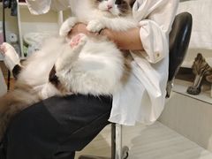 -喵zoo家庭繁育猫舍(尖东智能花园店)