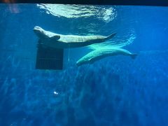 -芜湖新华联大白鲸海洋公园