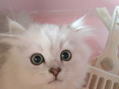 -瑞鹏宠物医院·骨科·猫科·内科(第一中心)