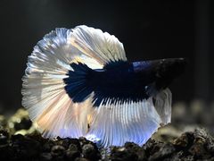 -三旗百汇商品城