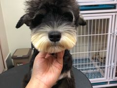 -小尾巴宠物店(万科·金域华庭店)