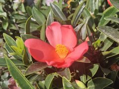 -金科花卉市场