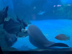 -烟台海昌鲸鲨海洋公园