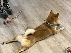 -柴迷FANS CLUB·柴犬狗咖·猫咖