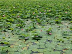 景点-野鸭湖国家湿地公园