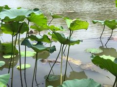 -芦花影视主题咖啡馆(沙家浜景区店)