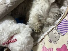 -邢大夫动物医院