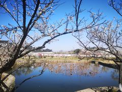 -林屋梅海青梅保护基地