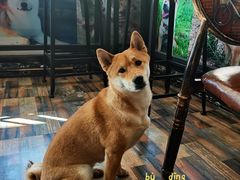 -柴源莊·柴小宠柴犬咖啡