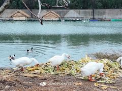 -乌村