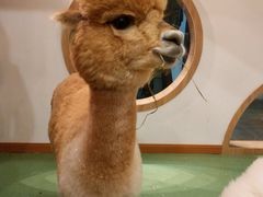 -藦茜花园宠物主题亲子互动体验馆(国顺东路店)