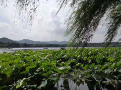 -西湖外事游船(花港观鱼码头)