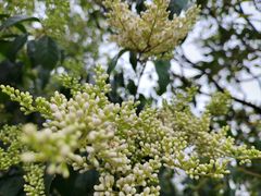 -广州市白云山风景名胜区