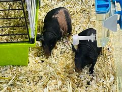 -酷以爬仙阁实体爬宠店·守宫·蜥蜴·专业繁育