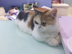 -喵的天空名猫咖啡馆·撸猫·猫舍·用品