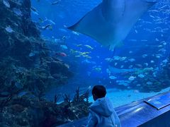 -海合安成都极地海洋公园