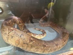 -上海大自然野生昆虫馆(东方明珠·爬宠昆虫探索中心)