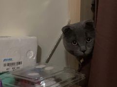 -美联众合动物医院(·中兽医·疑难杂症·严家桥分院)