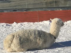 -长白山万达国际滑雪场