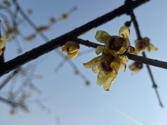 -杭州植物园