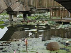 -五缘湾湿地公园
