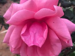 -松山湖梦幻百花洲