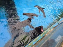 -海合安成都极地海洋公园