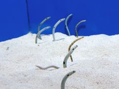 -上海海洋水族馆