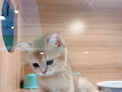 -猫十亿·布偶金渐层·曼基康矮脚猫舍(青年路店)