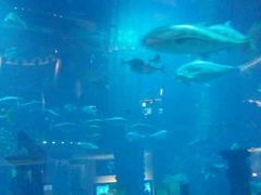 -迪拜帆船酒店海底餐厅