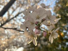 -高东镇樱花园