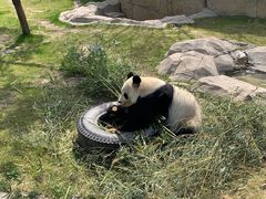 -上海野生动物园