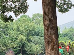 -南山植物园