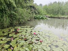 -泗洪洪泽湖湿地景区