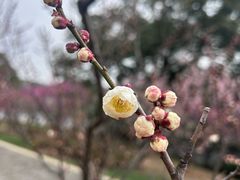 -无锡梅园公园
