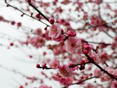 -香雪海