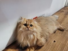-松果猫咖(桐乡吾悦金街店)