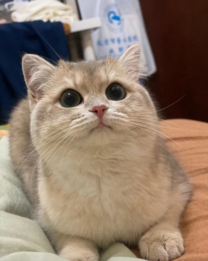 谁能拒绝傻憨憨的小猫咪!太可爱了!