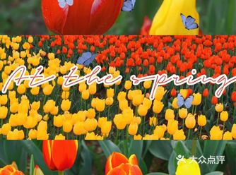 魔都绝美春日|大宁郁金香公园春日贩卖机来了