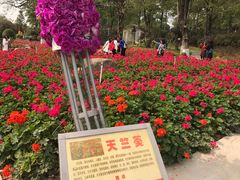 -松山湖梦幻百花洲