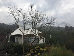 -帐篷客·溪龙茶谷度假酒店