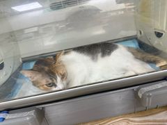 -东莞宠友24H宠物中心医院·转诊夜诊·异宠(新河北路院)