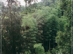 -中国大熊猫保护研究中心雅安碧峰峡基地