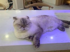 -喵园·猫主题咖啡厅·撸猫·猫咖(国贸店)